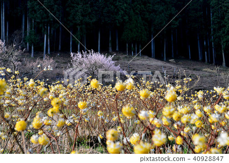 Mitumata and plum blossoming mountain village (Tokushima prefecture Miyoshi shi Yamashiro machi Shinkami) Mitumata and plum blossoming mountain village (Tokushima prefecture Miyoshi shi Yamashiro machi Shinkami) 40928847