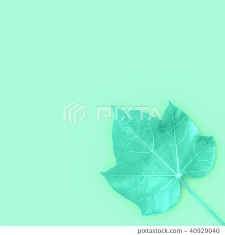 green leaves with copy space for your text 40929040