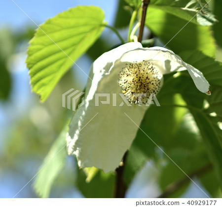 Handkerchief tree 40929177