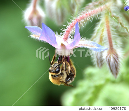 Borage and a bee Borage and a bee 40929178