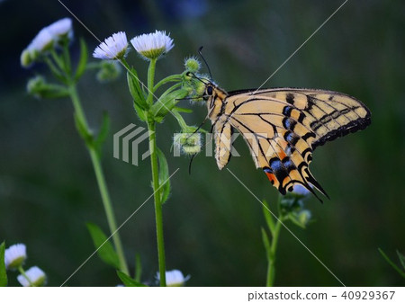 I am a sleeping butterfly butterfly 40929367