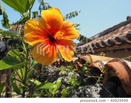Orange hibiscus Orange hibiscus 40929499