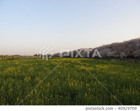 Sakuraze and rape blossoms Sakuraze and rape blossoms 40929709