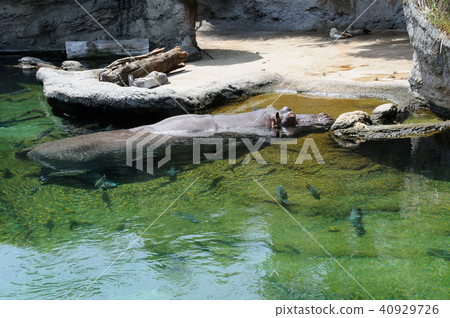 河馬 河馬 40929726