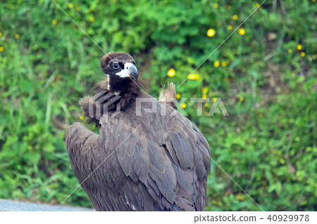 Blackcurrant - young bird ~ Blackcurrant - young bird ~ 40929978