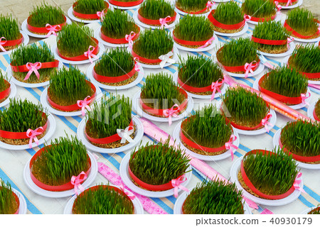 Greenery Sabze for Haft-Seen.  40930179