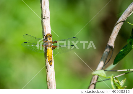 Dragonfly on grass 40930215