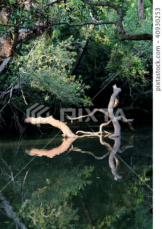 Logs, Light and Reflection 40930253