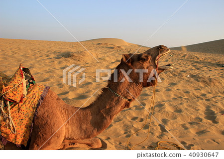 Yawning Camel at Jaisalmer Yawning Camel at Jaisalmer 40930647