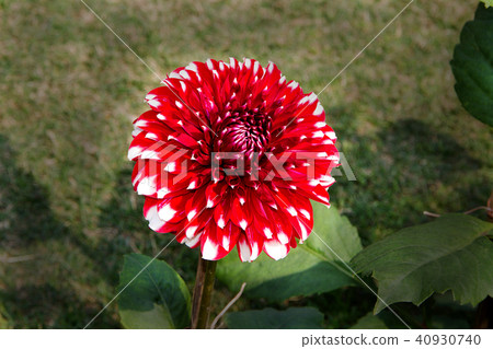 Red Flower Petals with White Tips Red Flower Petals with White Tips 40930740