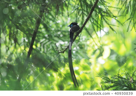 長尾小鸚鵡 40930839