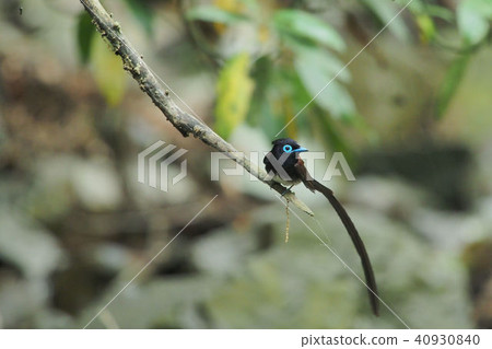 長尾小鸚鵡 40930840