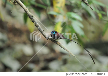 長尾小鸚鵡 40930841