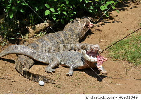 Crocodile feeding 40931049