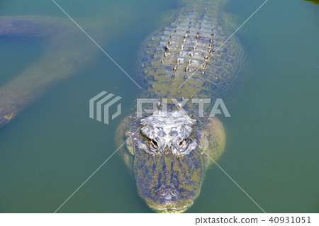 crocodile 40931051