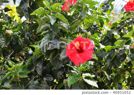Hibiscus 40931052