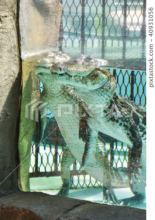 crocodile 40931056