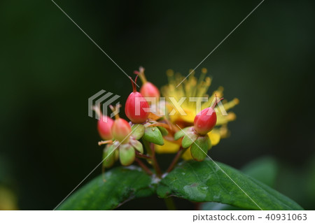 初夏Coobboid Otogiri 40931063