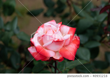 紅色和白色的玫瑰花“丹頂” 40931218