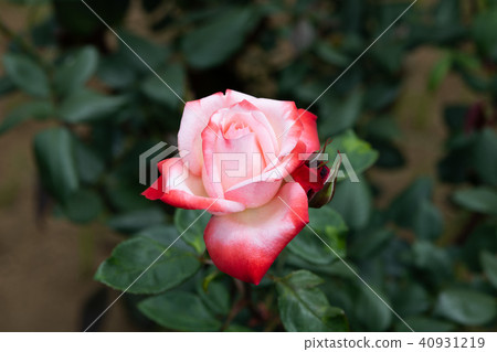 紅色和白色的玫瑰花“丹頂” 40931219