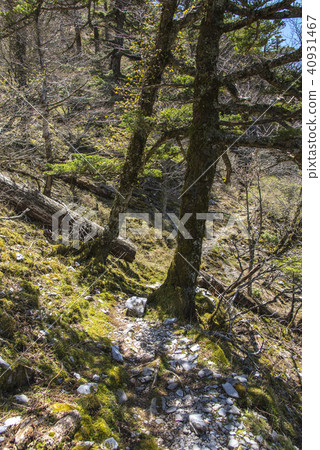 新鮮的綠色登山路 40931467