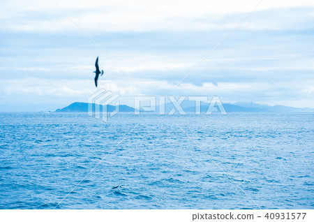 海鳥 海鳥 40931577