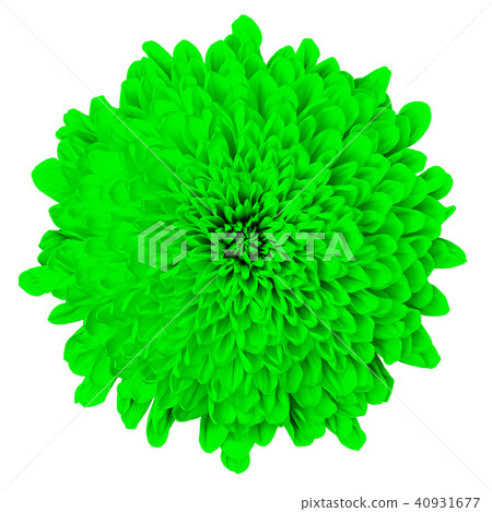 Flower green Chrysanthemum isolated on white Flower green Chrysanthemum isolated on white 40931677
