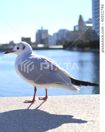 橫濱景觀Uricamome 橫濱景觀Uricamome 40931740