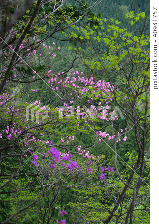Akebono azalea and Mitsuba azalea (Tokonoshima prefecture Katsuura gun Kamikatsu-cho Yagen valley) 40931757