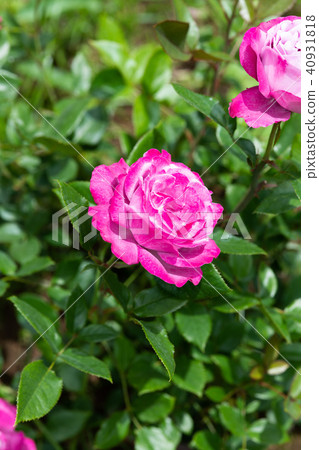 Up Of The Purple Rose Blue River Flowers Stock Photo 40931818 Pixta