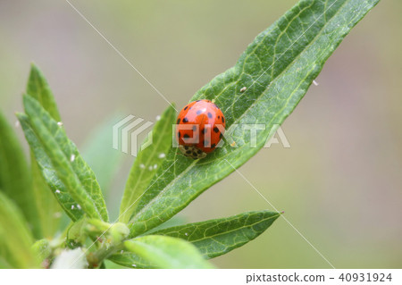 Namitento red ground black spotted pattern 40931924