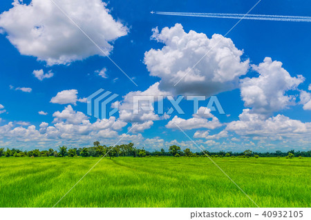 green paddy rice field, the wonderful beautiful s green paddy rice field, the wonderful beautiful s 40932105