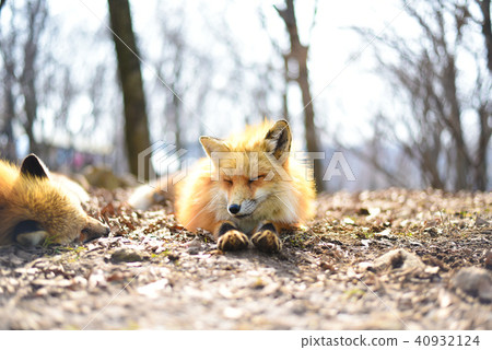 一隻狐狸 40932124