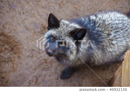 一隻狐狸 40932130