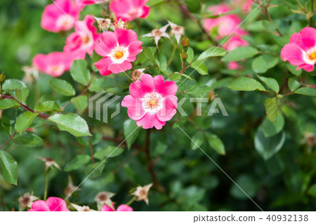 粉紅玫瑰「Pink Maydyland」花的特寫 粉紅玫瑰「Pink Maydyland」花的特寫 40932138