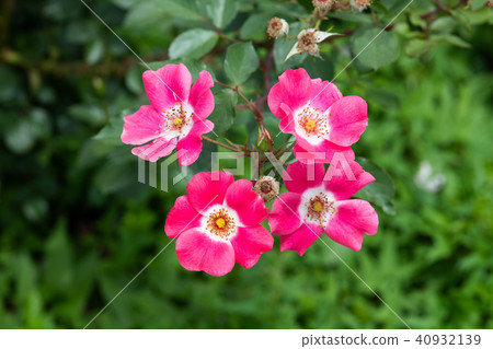 粉紅玫瑰「Pink Maydyland」花的特寫 40932139