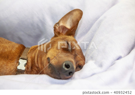 Miniature pinscher dog sleeping on a carpet 40932452