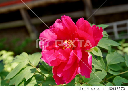 牡丹布頓寺 40932570