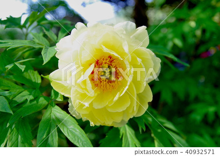 牡丹布頓寺 40932571