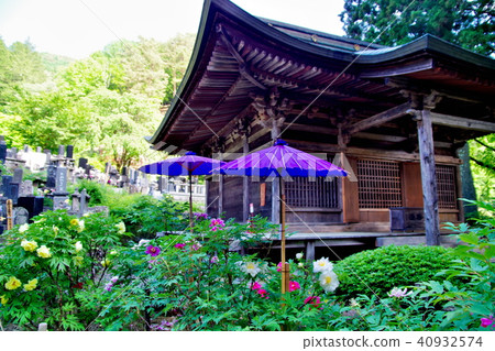 Peony Budon Temple Peony Budon Temple 40932574