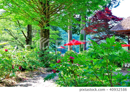 Peony Budon Temple 40932586