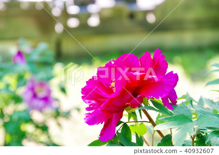 Peony Budon Temple Peony Budon Temple 40932607
