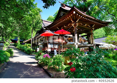 Peony Budon Temple Peony Budon Temple 40932626