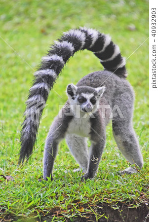 Wolverine lemur Wolverine lemur 40932903
