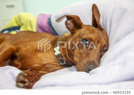 Miniature pinscher dog sleeping on a carpet 40933195