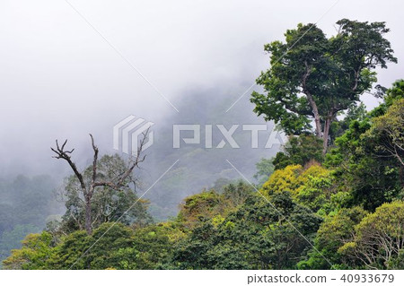 Forest road A beautiful mountain forest. Forest road A beautiful mountain forest. 40933679