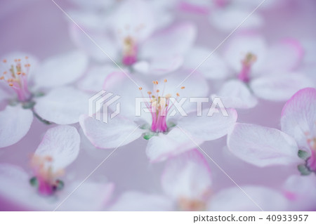 White flowers floating in water White flowers floating in water 40933957