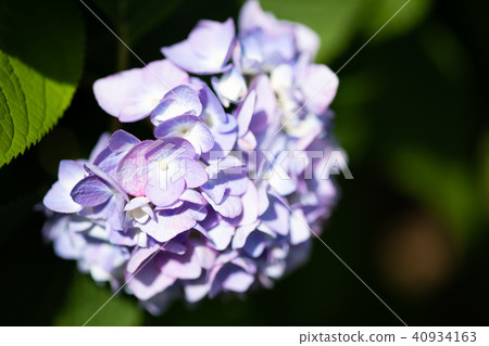 一朵紫色八仙花屬花 40934163