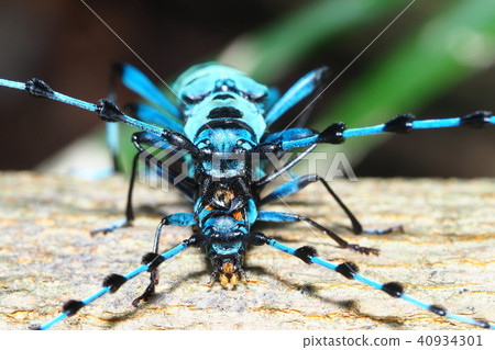 Ruriboshino camilla (mating) 40934301