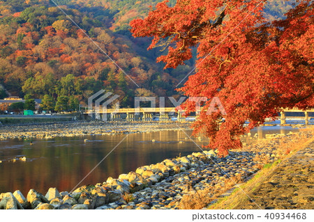 京都嵐山秋葉 京都嵐山秋葉 40934468